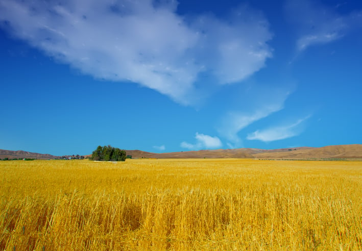 California wheat