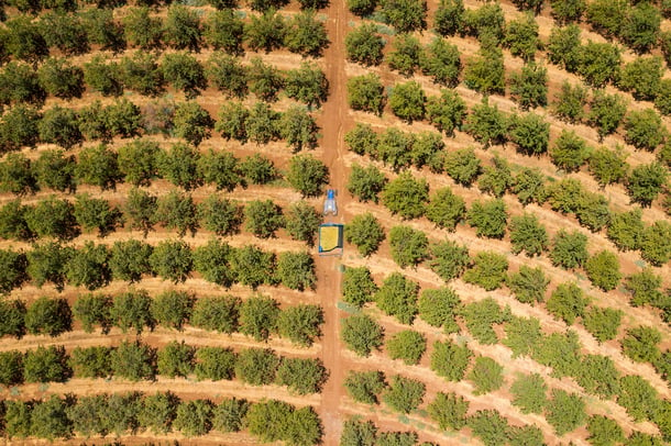 aerial almond orchard trailer