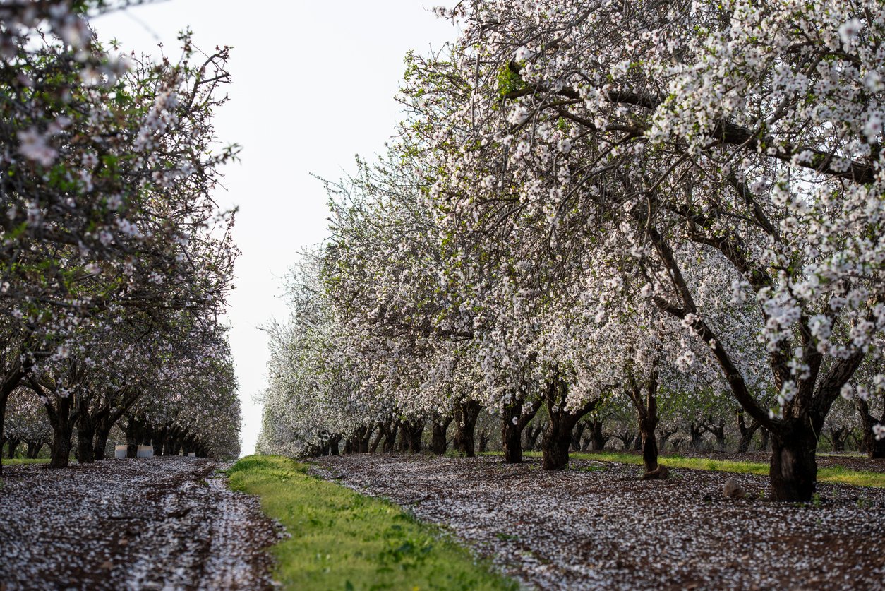 almond orchard bloom