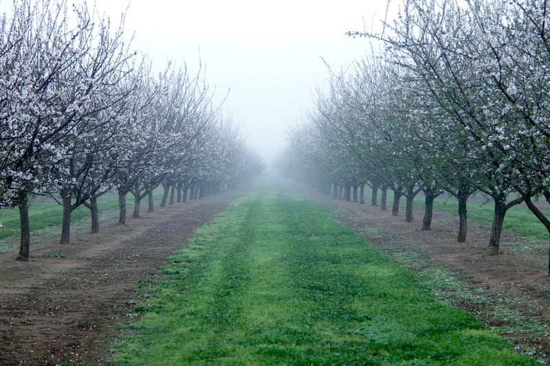 almond orchard with cover crop