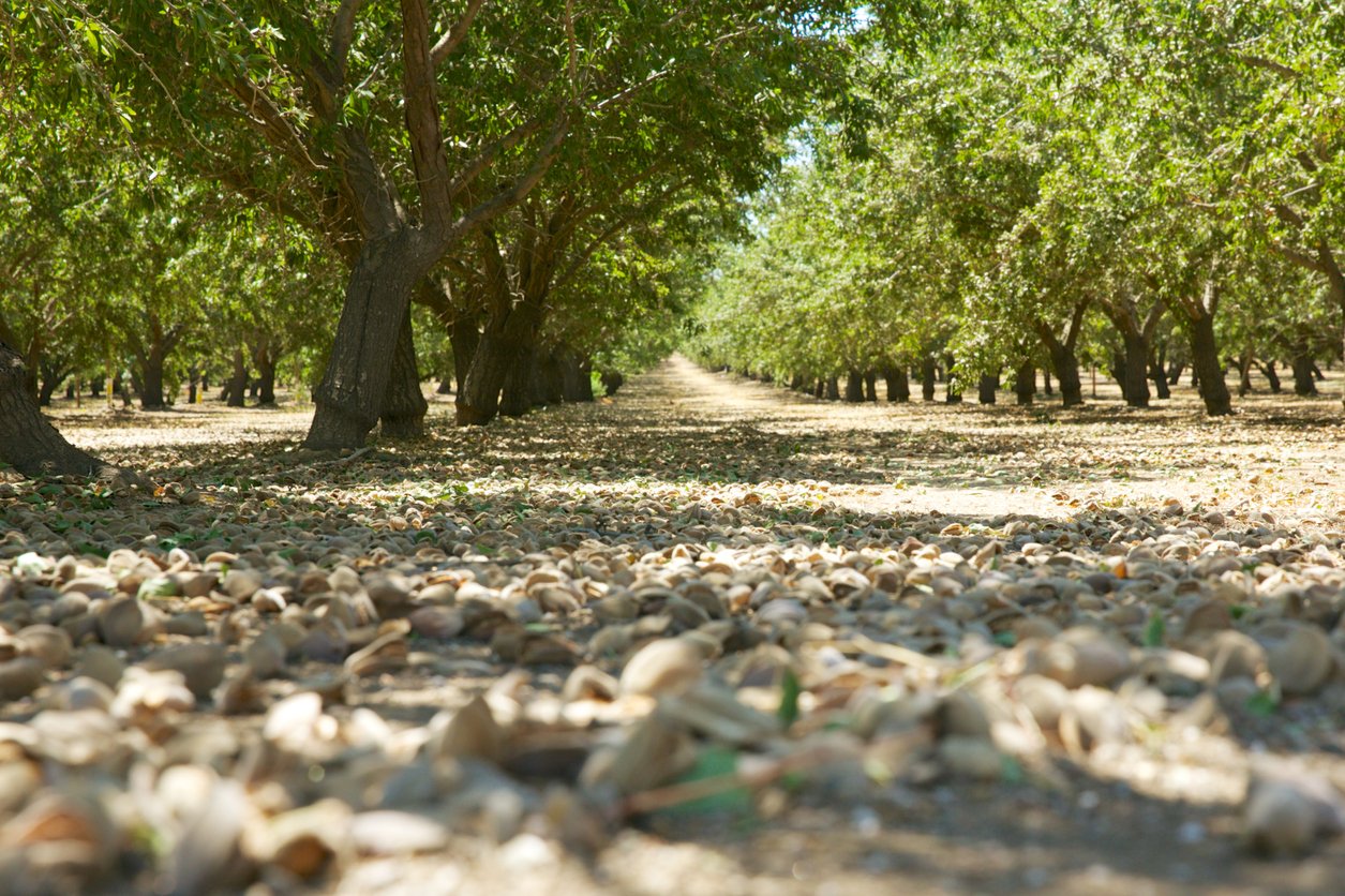 almonds on orchard floor