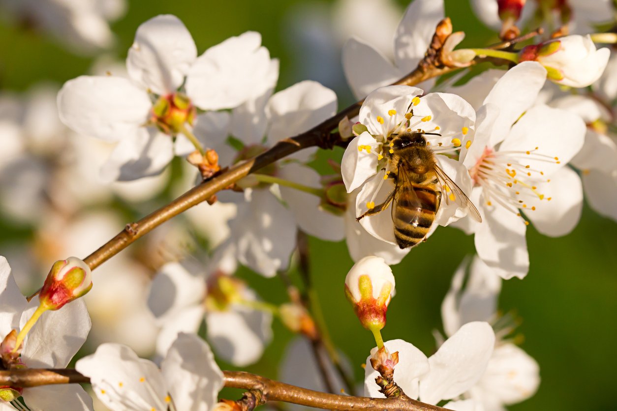bee pollinator almond