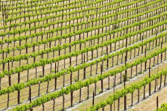 ceres-blog-vineyard rows Santa Barbara low angle email header-post-oct30