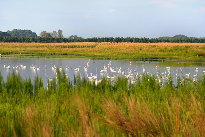 cornfield with wetland habitat