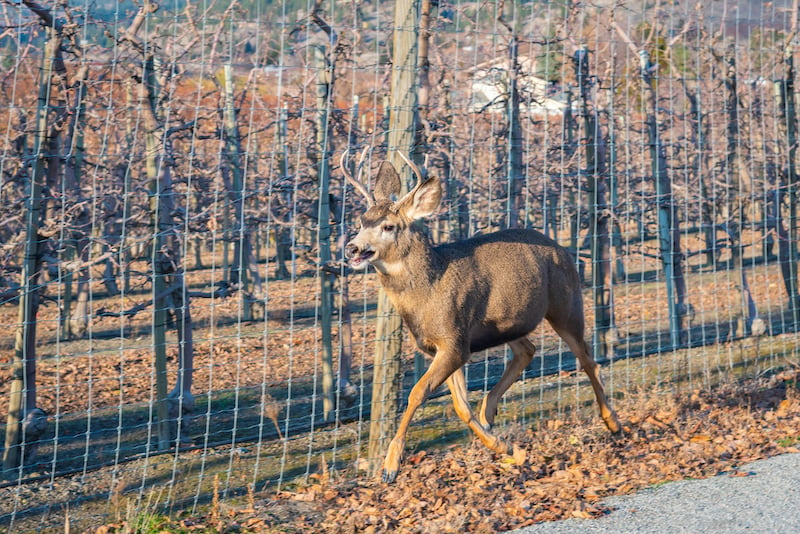 deer runs along apple orchard fence line