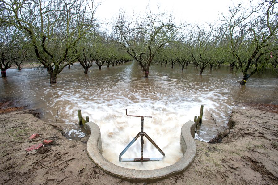 flood irrigation