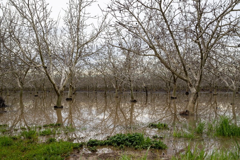 flooded almond orchard Davis California-1