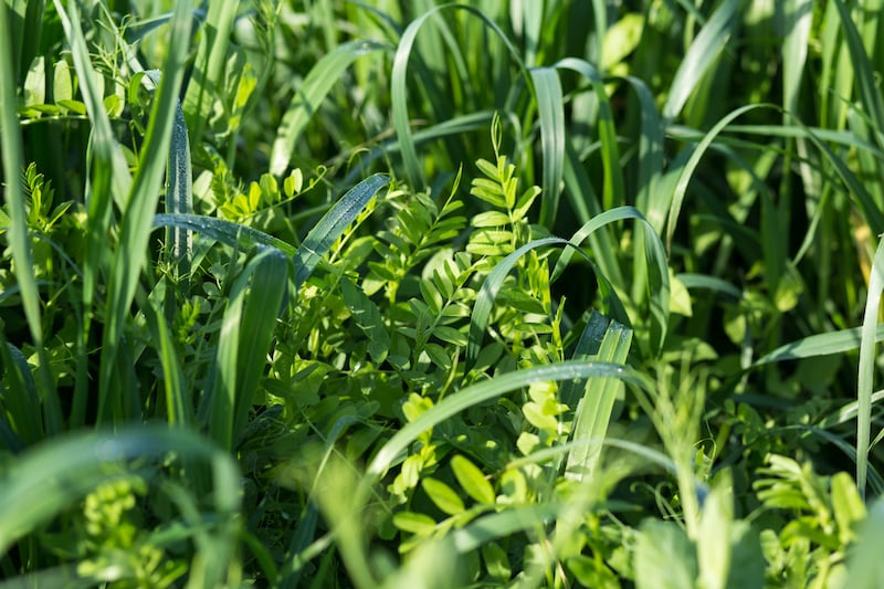 green manure cover crop