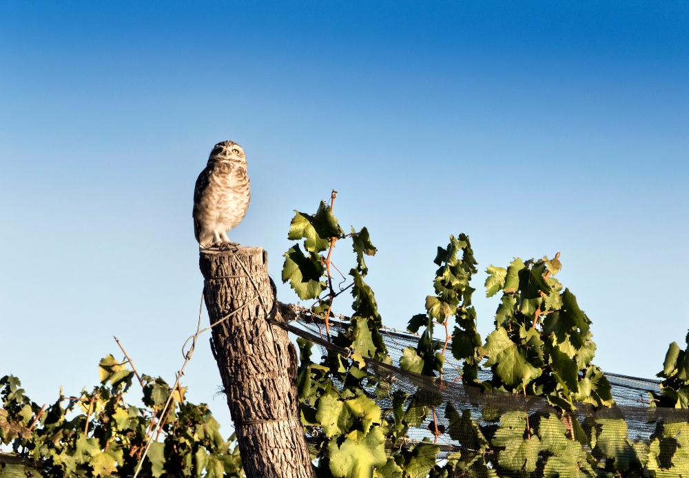 Owl in vineyard
