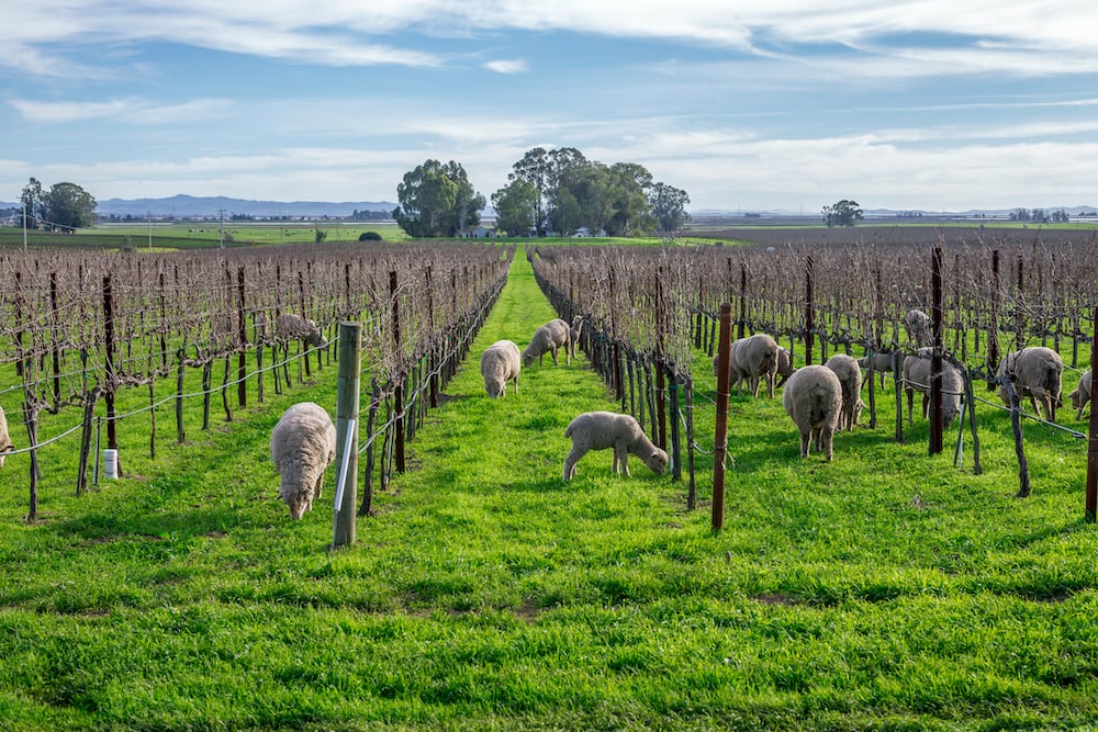 Sheep grazing in a vineyard