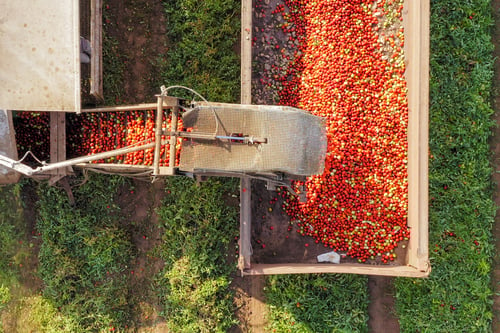 tomato harvest machinery