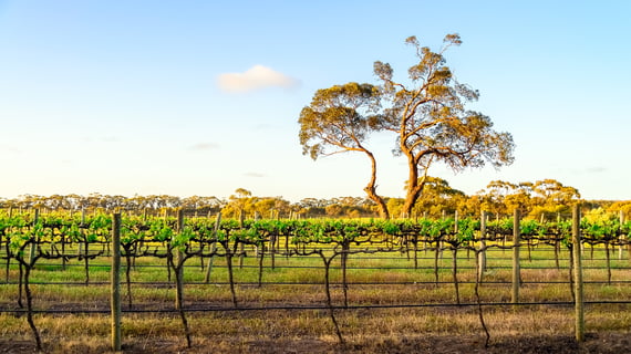 vineyard rows South Australia-1