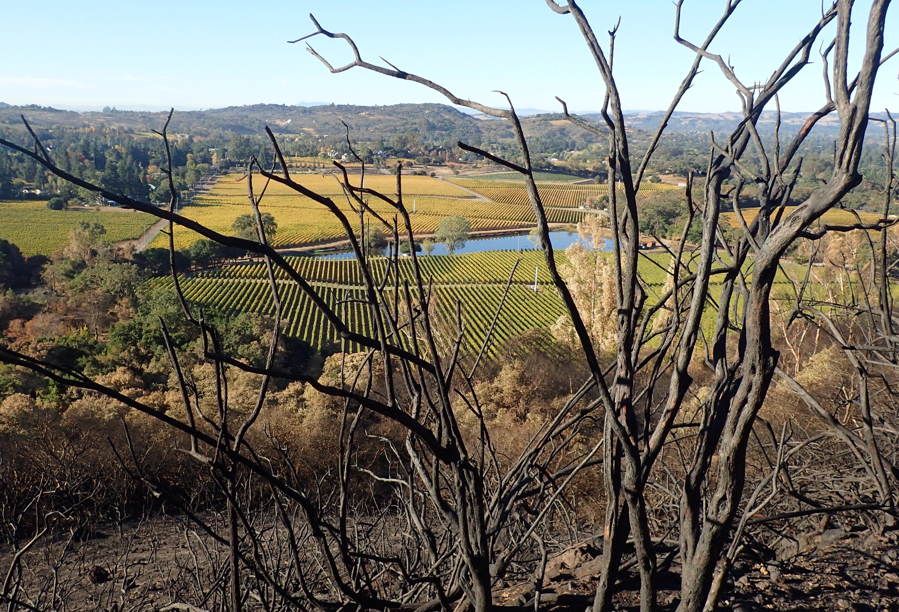 vineyard viewed from burn zone courtesy Bill Burmingham
