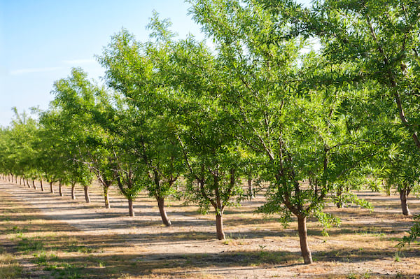 young almond orchard