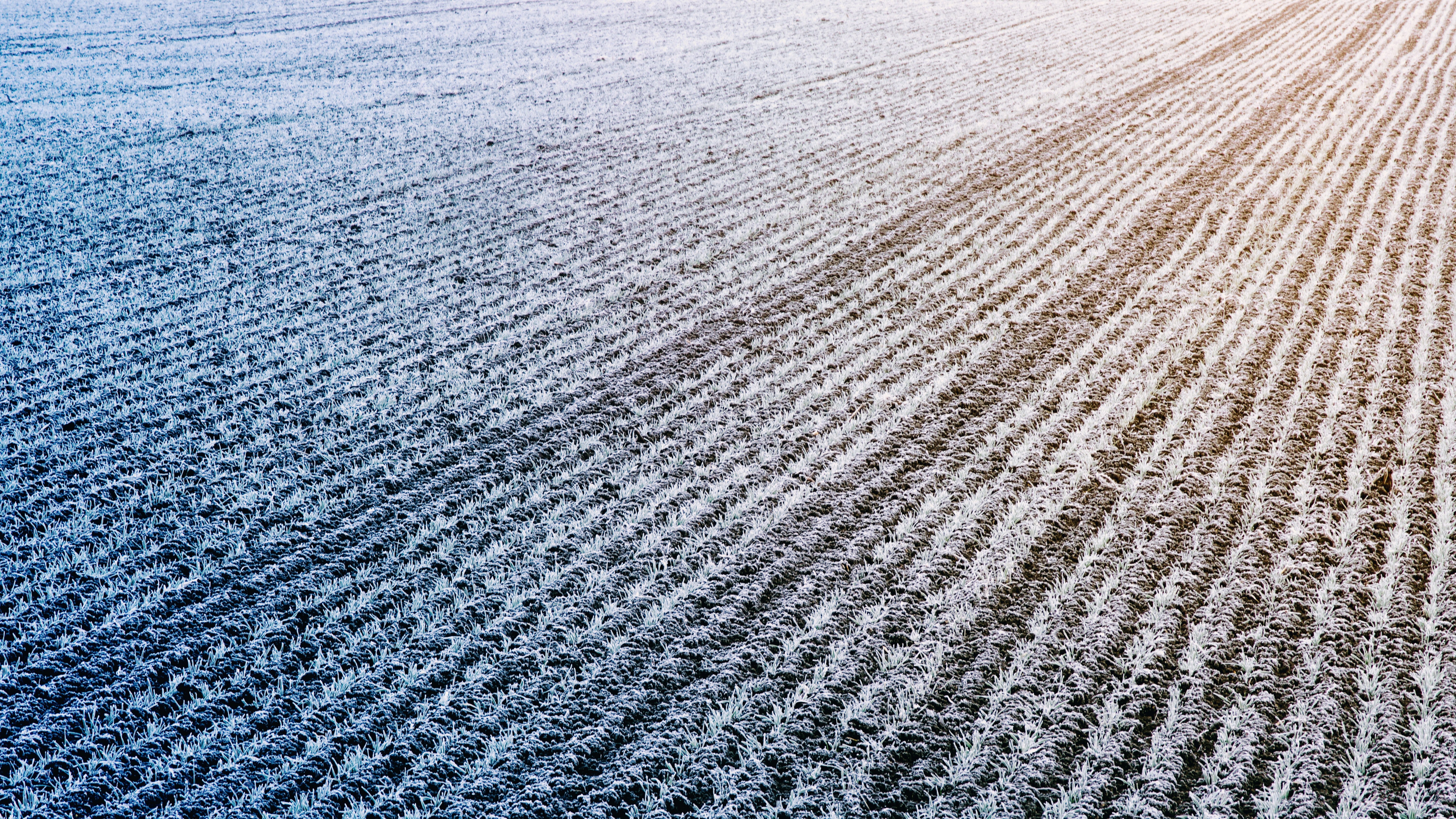 Winter frost on on a farm field