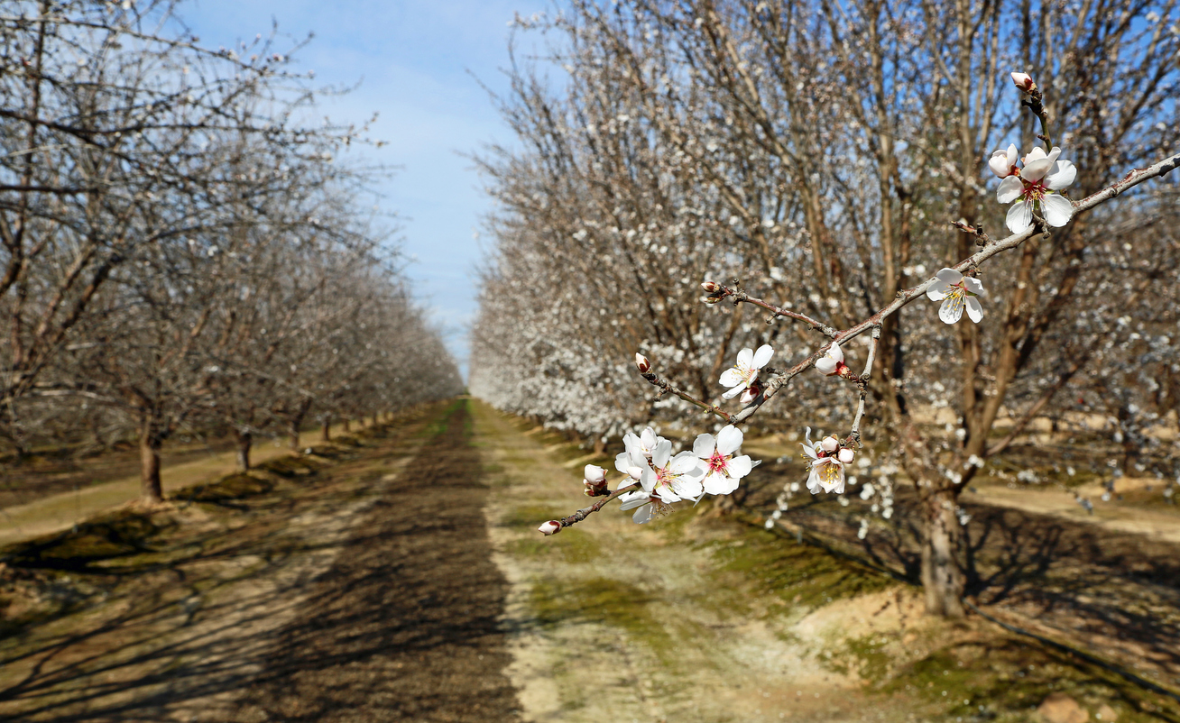 almond orchard row blossom