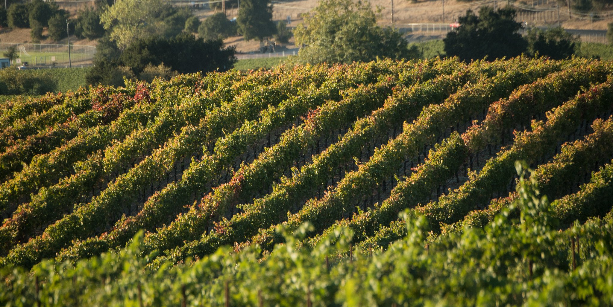Hilly vineyard