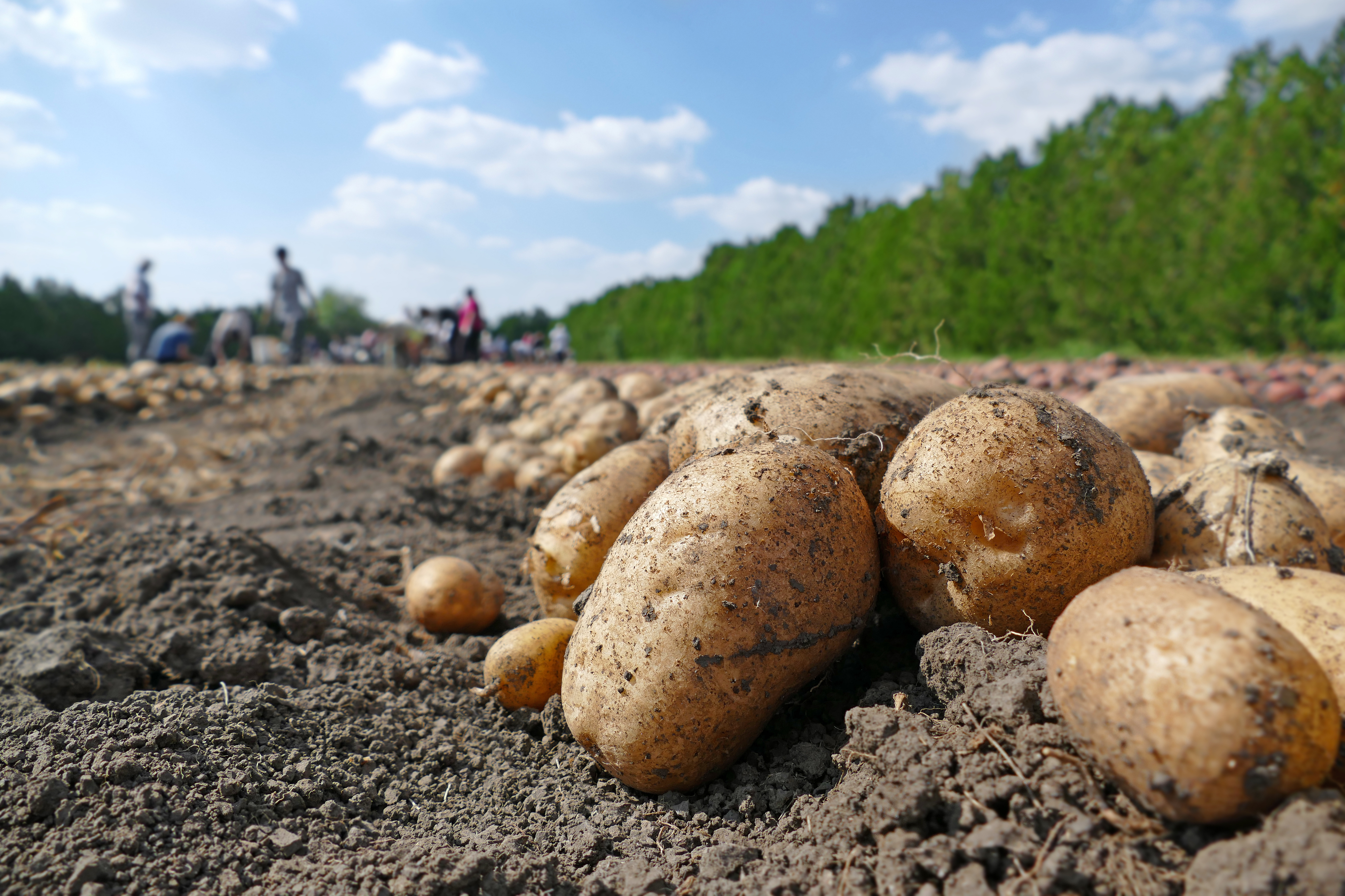 potato_field_labor