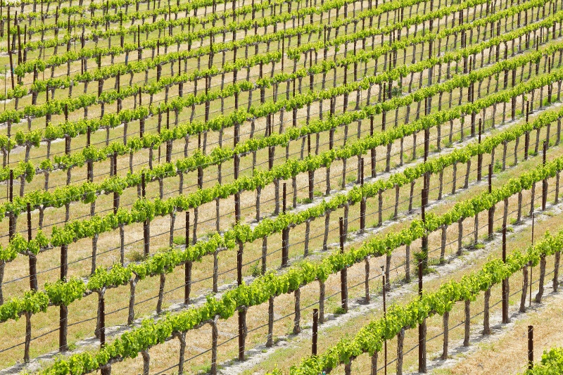 vineyard rows Santa Barbara low angle email header