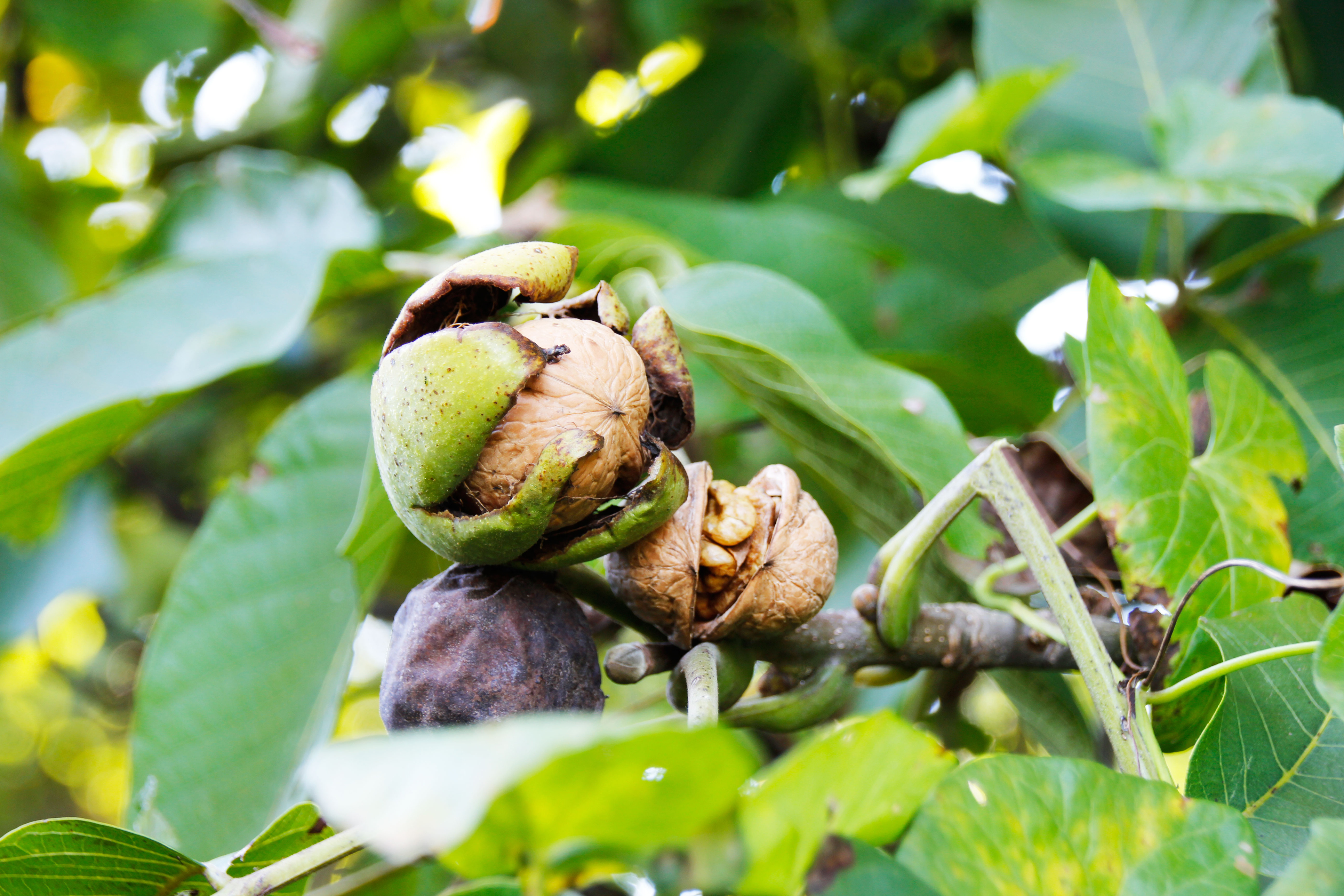 walnut_on_tree